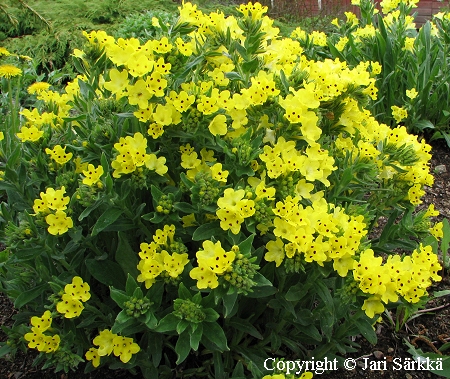 Isoprofeetankukka - profetblomma - Arnebia pulchra Isoprofeetankukka - profetblomma - Arnebia pulchra